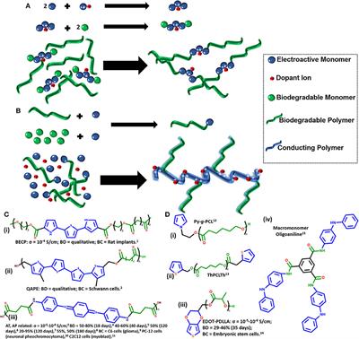 Advances in Conducting, Biodegradable and Biocompatible Copolymers for Biomedical Applications